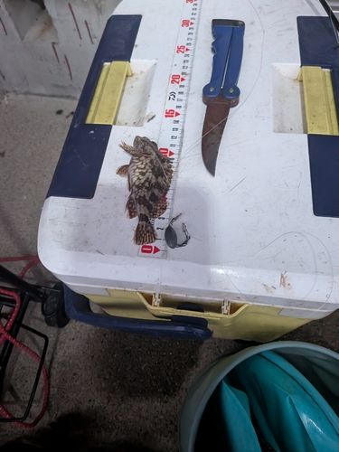 カサゴの釣果
