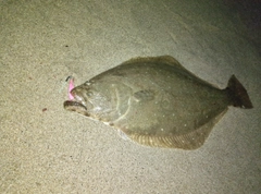 ヒラメの釣果