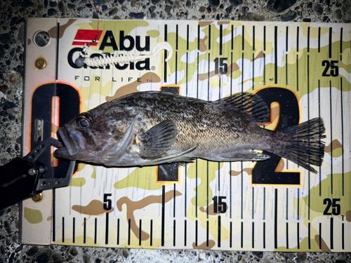 クロソイの釣果