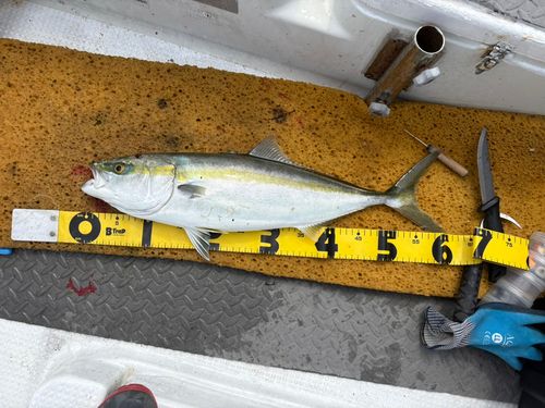 オオモンハタの釣果