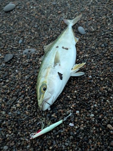 ワカシの釣果