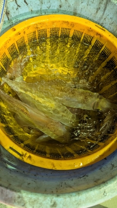 ケンサキイカの釣果