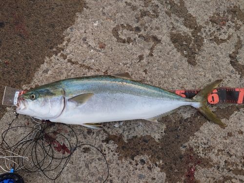 ワラサの釣果