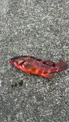 アカハタの釣果