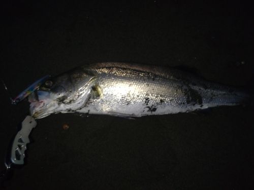 スズキの釣果