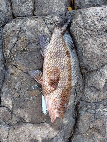 オオモンハタの釣果