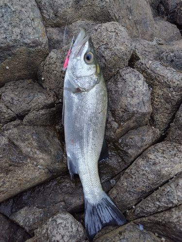 ヒラスズキの釣果