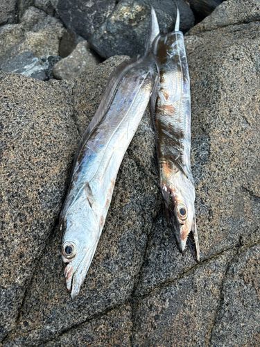 タチウオの釣果