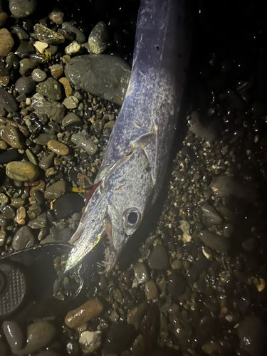 タチウオの釣果