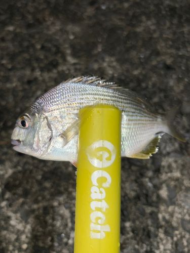 キビレの釣果
