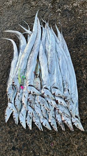 タチウオの釣果