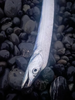タチウオの釣果