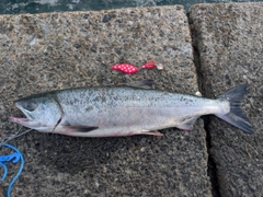 アキアジの釣果