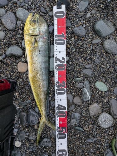 シイラの釣果