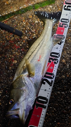 シーバスの釣果