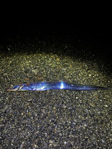 タチウオの釣果