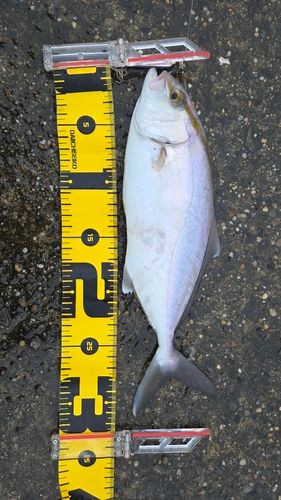 ショゴの釣果