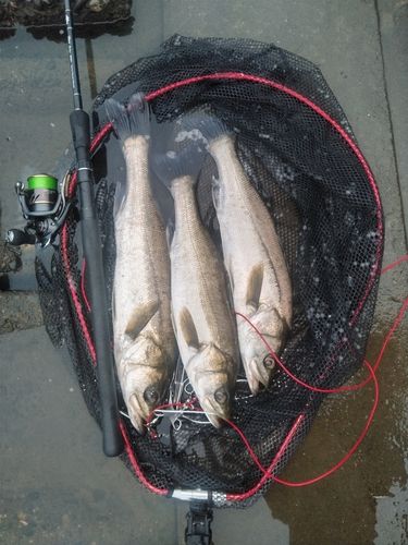 シーバスの釣果