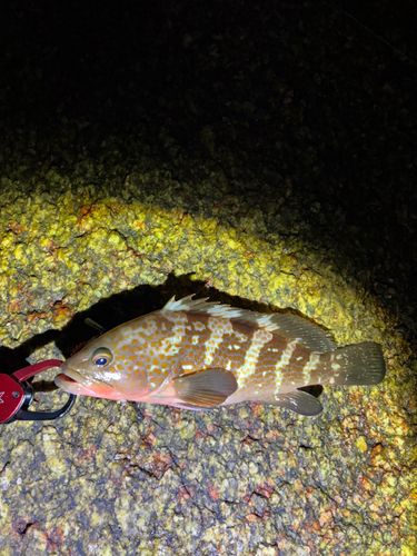 アコウの釣果