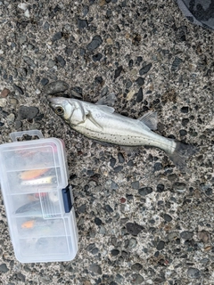セイゴ（マルスズキ）の釣果