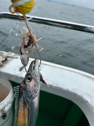 タチウオの釣果