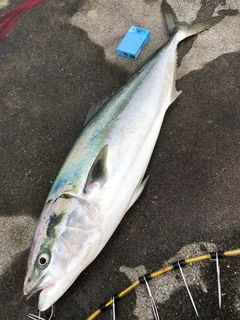 ブリの釣果