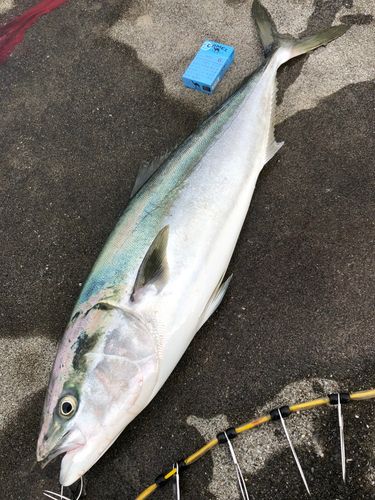 ブリの釣果
