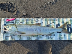 サケの釣果