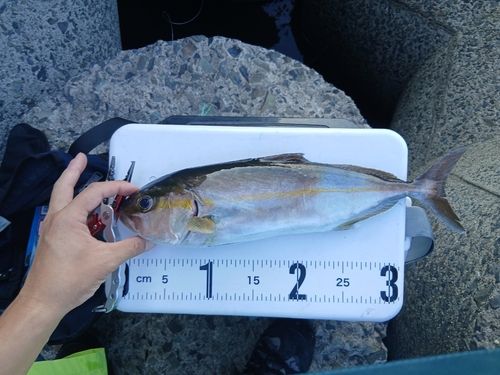 ネリゴの釣果