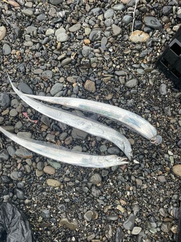 タチウオの釣果