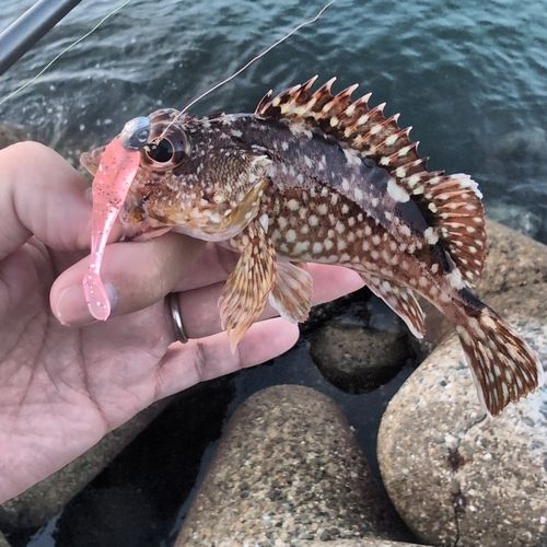 カサゴの釣果