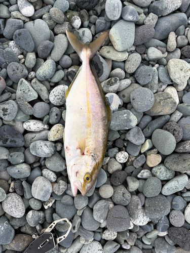 ショゴの釣果