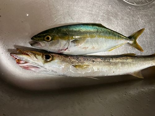アカカマスの釣果