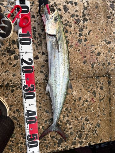 サゴシの釣果