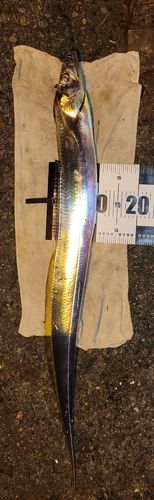 タチウオの釣果