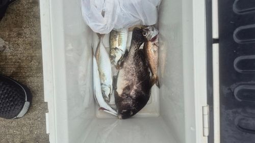 コショウダイの釣果