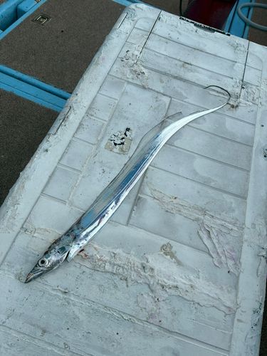 タチウオの釣果