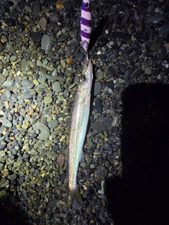 カマスの釣果