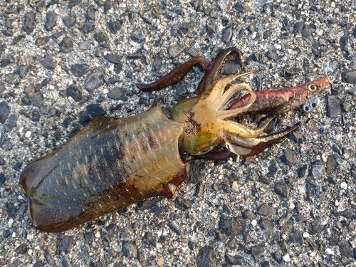 アオリイカの釣果