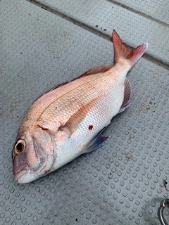 タイの釣果