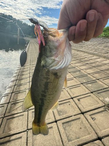 ブラックバスの釣果