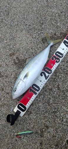 イナダの釣果
