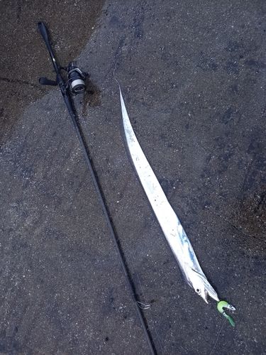 タチウオの釣果
