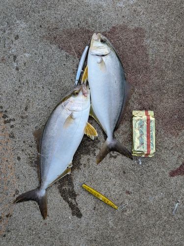 ショゴの釣果