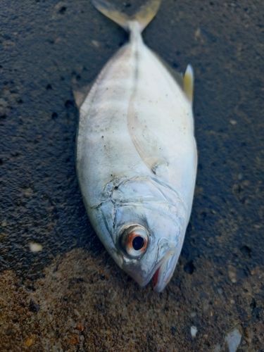 メッキの釣果