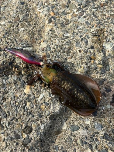 アオリイカの釣果