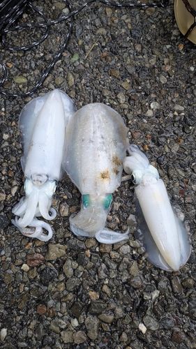 アオリイカの釣果