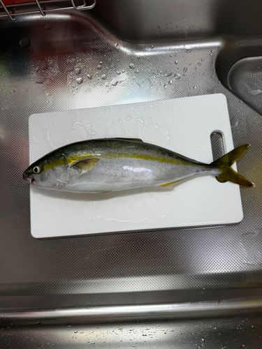 ワカシの釣果
