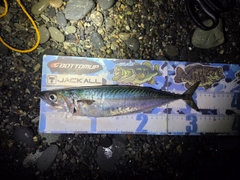 サバの釣果