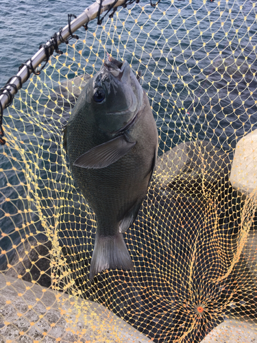 クチブトグレの釣果